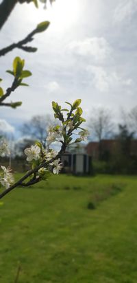 bloesem met wagen